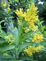 Image result for Cestrum