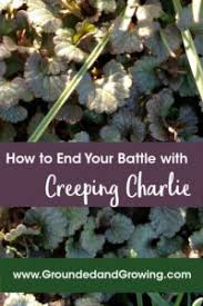 Maybe you would like to learn more about one of these? How To End Your Battle With Creeping Charlie