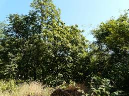 Image result for Sapindus