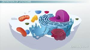 The cytosol is the soup within which all the other cell organelles reside and where most of the cellular metabolism occurs.though mostly water, the cytosol is full of proteins that control cell metabolism including signal transduction pathways, glycolysis, intracellular receptors, and transcription factors. Lysosome Definition Function Video Lesson Transcript Study Com