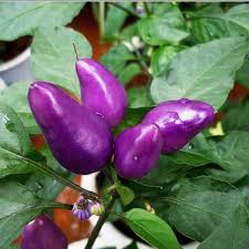 Compre Ornamental Edible Purple Pepper Chili Bonsai Vegetables 20 Seeds Barato Frete Gratis Avaliacoes Reais Com Fotos Joom