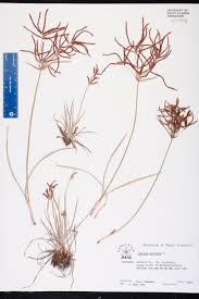 Image result for Cyperus sp. no. 1