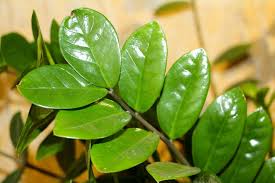 A maioria da planta em ua terra ou jardim é vulnerável a doença fúngica que podem cauar problema advero à aúde. Zamioculcas O Que Fazer Quando Surgem Manchas Esbranquicadass
