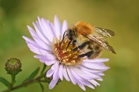Different Kinds Of Bees Berks Bucks Oxon Wildlife Trust