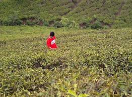 Kebun teh ieu terletak di cipasung lemahsugih lur. Tempat Wisata Di Kabupaten Majalengka