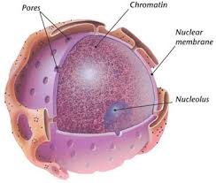 The cell of a human or plant is the smallest functional and structural unit. Animal And Plant Cells Flashcards Quizlet