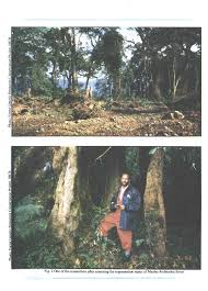 Image result for Pouteria adolfi-friederici