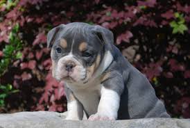 Feel free to print and color from the best 39+ english bulldog coloring pages at getcolorings.com. Blue Tri Olde English Bulldogge Puppies For Sale