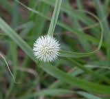 Image result for Kyllinga alba