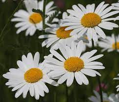 De bloem bestaat uit gele buisbloemen en witte lintbloemen. Margriet Gewone Leucanthemum Vulgare Mijntuin Org