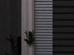 Lightning Frog Frog Eats Lightning Bug And Firefly Lights Up Frog S Sto In 2020 Firefly Lights Lights Light Up