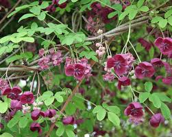 From its common adulterant the stems of aristolochia manshuriensis and clematis armandii have also been traditionally used for clinical purposes, and are. Akebie Pflanzen Und Pflegen Mein Schoner Garten