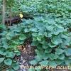 I hope this helps you to grow some sweet potatoes at home and remember the sweet potato leaves make a great fresh tasting salad. Https Encrypted Tbn0 Gstatic Com Images Q Tbn And9gcsjnbuubw5fsn7 X4ea Bzkm20suhekguvd6kwswdl4wd2zfpo3 Usqp Cau