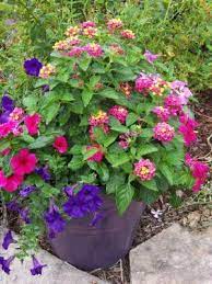 Lantana Petunia Would Great Vinca This Back Deck All Hot Do Onall This Would Do Great On Hot Ba Plants Container Gardening Flowers Container Plants