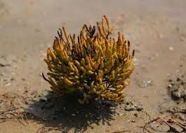 Image result for Sarcocornia natalensis