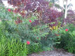 Image result for Euphorbia inaequilatera