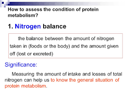 Amino Acid Metabolism Protein Metabolism Xiaoli Ppt Download