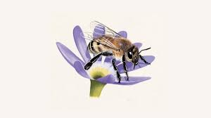 We did not find results for: Honey Bees Facts About Honey Bees The Rspb