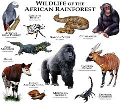 Fine Art Illustration Of Some Of The Unique Animals Native To The Orinoco River Valley In The Amazon African Rainforest Africa Animals Unique Animals