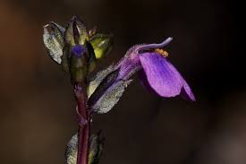 Image result for Crepidorhopalon goetzei