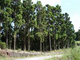 Jahrhunderts ein zypressengewächs ein, das die herzen der gärtner europas im sturm eroberte. Sicheltanne Cryptomeria Japonica Als Waldspezialist Baumschule Fur Klimawandelgeholze