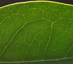 Image result for Heywoodia