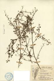 Image result for Sida javensis