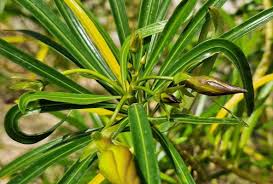 Image result for Cascabela