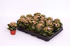 Image result for Kalanchoe rosalina