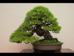 Different stages of my japanese black pine from 1 year old seedling to 7 year old bonsai. 30 Top For Japanese Black Pine Bonsai Tree For Sale Pink Wool