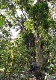 Image result for Pouteria adolfi-friederici