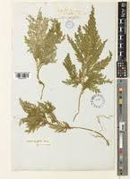 Image result for Selaginellaceae