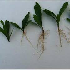 Image result for Synsepalum revolutum