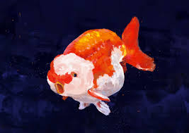 Strong cute goldfish coloring pages page 21 fr 14521. Artstation Goldfish Color Study Jaster Tan