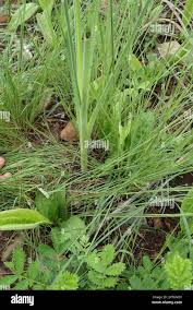 Image result for Dipcadi gracillimum