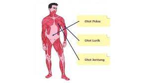 Ilustrasi belajar soal dan kunci jawaban tes potensi akademik masuk sma/smk tahun ajaran 2021 (monkeybussinesimages) Kunci Jawaban Tema 1 Kelas 5 Sd Halaman 104 105 106 107 Subtema 2 Pembelajaran 5 Otot Manusia Tribun Jateng