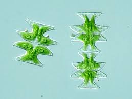 Image result for Micractis