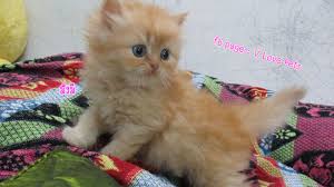 แมวเปอร์เซีย (persian) ราชินีแมวจากแดนตะวันออกกลาง ซึ่งมีถิ่นกำเนิดอยู่ในแถบเปอร์เซีย หรือประเทศตุรกีกับอิหร่านในปัจจุบัน แมวเปอร์เซียถือ. à¸™ à¸­à¸‡à¹à¸¡à¸§à¹€à¸›à¸­à¸£ à¹€à¸‹ à¸¢à¹à¸— à¸œ à¸«à¸ à¸‡ à¸ª à¸ª à¸¡ Red Tabby Pets89 Inspired By Lnwshop Com
