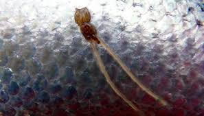 Image courtesy centers for disease control. Scientists Worry About Parasite Hosted By Foxes