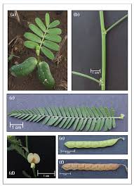 Image result for Aeschynomene indica