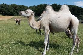 Not all 'govt specs' are alike. Camel Grass Field Camelus Bactrianus Paarhufer Mammal Animal Hump Pasture Upper Bavaria Livestock Pxfuel