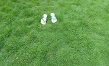 Selain itu rumput gajah mini lebih tahan terhadap injakan daripada rumput jepang. Cara Merawat Rumput Gajah Mini Yang Kering Agar Hijau Lagi Ilmubudidaya Com