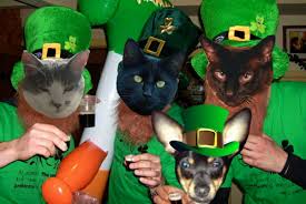 Image result for nipclub ireland