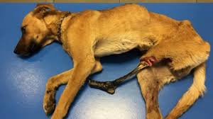 Interrogée à ce sujet, christina kalloo, animal control and enforcement officer à la mauritius society for animal welfare, a expliqué qu'un chien doit sanctions à prévoir en cas de maltraitance envers les animaux. Maltraitance Animale Un Chien Vise Par Un Tir De Plomb Imaz Press Reunion L Actualite De La Reunion En Photos