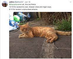 10 New Cat Reviews That Have Been Sent To The Cat Reviewer That Will Make You Lol Cats Animal Humour Funny Cat Pictures