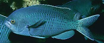 Image result for Smithia erubescens