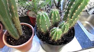 But standard soil mix ratio that i can recommend is. How To Dry The Soil Out Faster In Cactus Plant Pots For The Winter Youtube
