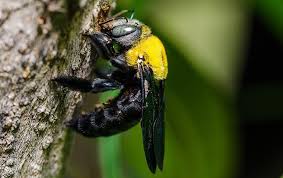 Another way to identify a carpenter bee (vs bumblebee) is to look at the damage they cause. Preventing Carpenter Bees From Invading Your Texas Home This Summer