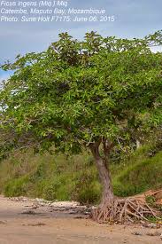 Image result for Ficus ingens