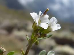 Image result for Cardamine